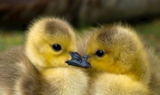 刚买回的小鸭子老是叫该怎么办（刚买回的小鸭子老是叫该怎么办呀）