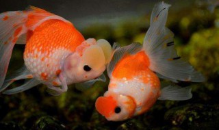 怎么养金鱼不容易死（养什么样的金鱼不容易死）
