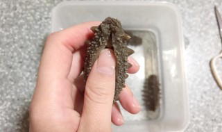 海参如何清洗 泡好的海参如何清洗