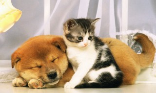 宠物托运怎么办理（高铁宠物托运怎么办理）