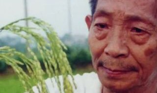 袁隆平怎么发现水稻的 袁隆平怎么发现水稻的发明水稻的