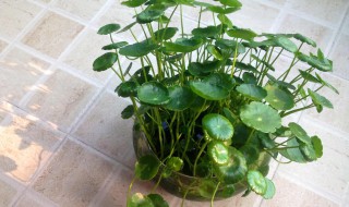 铜钱草太密了怎么分盆 铜钱草怎么分盆放出来呀