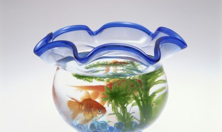 快速杀死小瓜虫方法 快速杀死小瓜虫方法 特效药