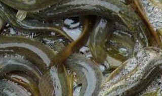 无土养殖泥鳅池的建造 无土泥鳅池建设