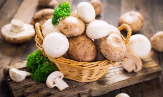 如何清洗蘑菇 如何清洗蘑菇视频