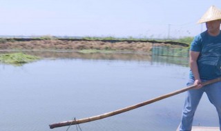 田里怎么养龙虾（农田养龙虾怎么养）