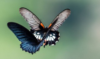 蝴蝶飞进家里的预示（蝴蝶飞进家里的预示和寓意）