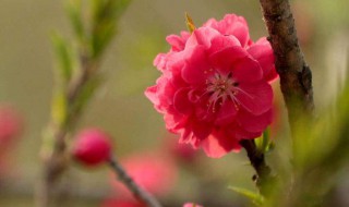 怎么样桃花运会好（怎么样有桃花运）