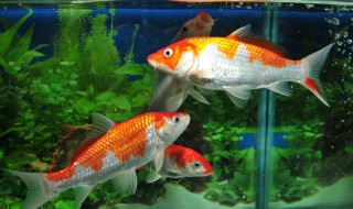 怎么养鱼招财 如何养财鱼