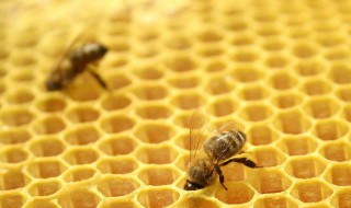 吃蜂胶的好处与禁忌 吃蜂胶好吗?有什么禁忌?