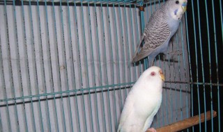 冬天怎么养鹦鹉（冬天怎么养鹦鹉?）