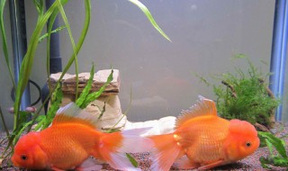 怎么养金鱼的技巧（怎么养金鱼的技巧视频教程）