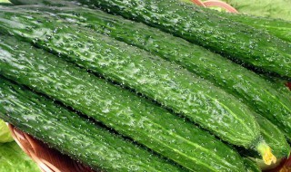 黄瓜和青瓜的区别 广东黄瓜和青瓜的区别