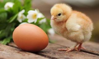 孵小鸡要怎么选鸡蛋（孵小鸡要怎么选鸡蛋黄）