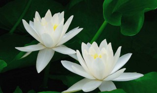 白莲花什么意思形容人 白莲花什么意思形容人的词语