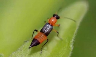 被隐翅虫咬了怎么办 宝宝被隐翅虫咬了怎么办