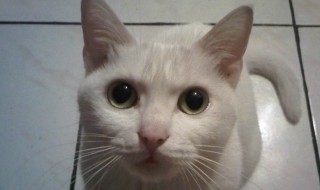 梦见猫是什么预兆 梦见猫是什么预兆周公解梦