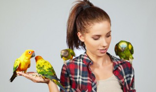 梦见鸟飞进家里（周公解梦梦见鸟飞进家里）