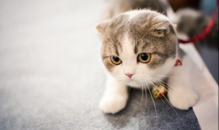 为什么养猫就没有蟑螂（为什么养猫就没有蟑螂呢）