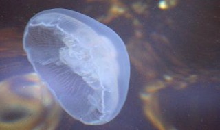 海蜇蛰了怎么办（海蜇蛰了怎么办怎么处理海蚻后注意什么饮食）