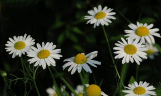 小白花的制作方法（小白花的制作方法视频扫墓）