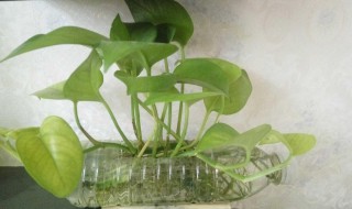 废品变成宝怎么做简单作品 废品变成宝怎么做过程