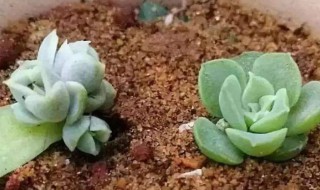 多肉植物的扦插方法 多肉植物的扦插方法种植多肉的基质植料有那些,比例?