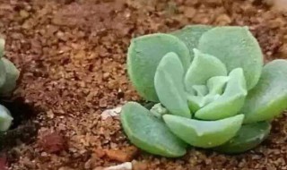 多肉矿泉水瓶扦插法（多肉矿泉水瓶扦插法视频）