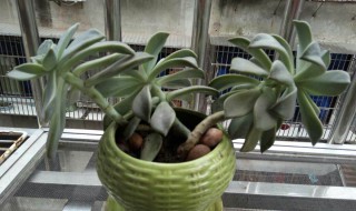 多肉长太高歪倒怎么办 多肉长歪了高了怎么办