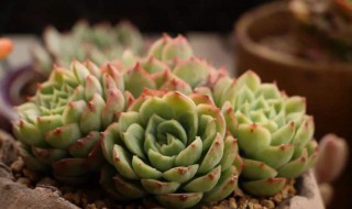 夏必死的多肉名单 夏必死的多肉名单桃蛋