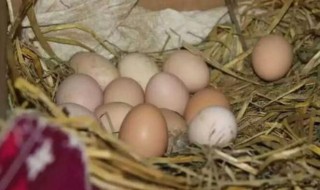 孵鸡蛋怎么选蛋（孵鸡蛋怎么选蛋壳）