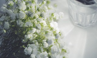 满天星的花语是什么意思（粉红满天星的花语是什么意思）