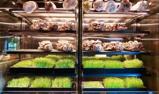 香菇在冰箱怎么储存（香菇在冰箱怎么储存时间长）