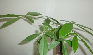 发财树新芽枯萎怎么办（发财树芽枯萎了怎么办）