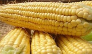 钓鱼打窝用玉米怎么做 钓鱼打窝玉米制作方法