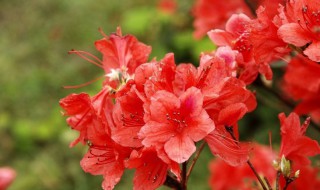 映山红下山桩栽植要点（映山红下山桩栽植要点和方法）