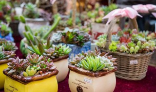 多肉植物怎么养才爆盆（多肉植物怎么养才爆盆冬天）