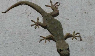 壁虎是怎么进家里的（壁虎是怎么进家里的呢）