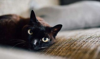 梦见猫进家里好吗 梦见猫进家里好吗