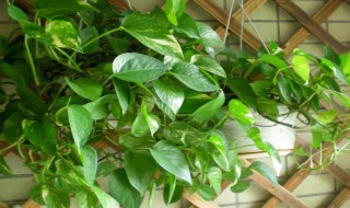 家里养绿萝的禁忌（家里养绿萝的禁忌家里养吊兰好不好）