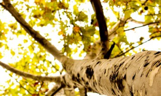 排名第一最好的镇宅树 排名第一最好的镇宅花草