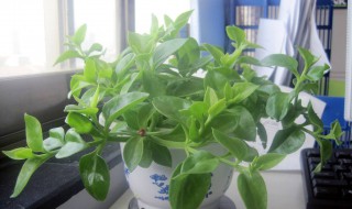 一进门见到什么植物好 一进门口摆放什么植物旺风水