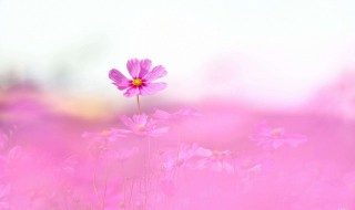 格桑花花语美句 格桑花赞美句