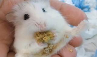 被仓鼠咬了怎么办 被仓鼠咬了怎么办?没出血