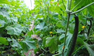 秋黄瓜种植时间和方法（秋黄瓜种植时间和方法视频）