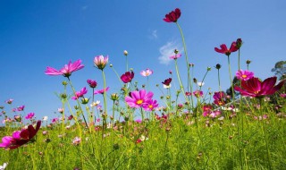 格桑花唯美花语 格桑花的花语和象征