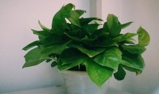 绿萝招鬼是哪几种鬼（绿萝招鬼怎么讲?）