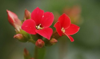 10大吉利花 10大吉利花古诗