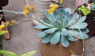 多肉植物浇水还是喷雾（多肉植物浇水还是喷雾效果好）