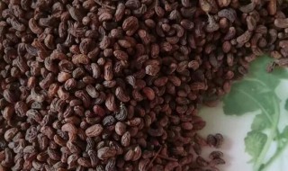 女贞子的食用方法（女贞子如何食用）